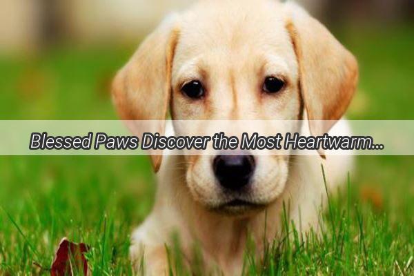 Blessed Paws Discover the Most Heartwarming Dog Names for Your Furry Friend